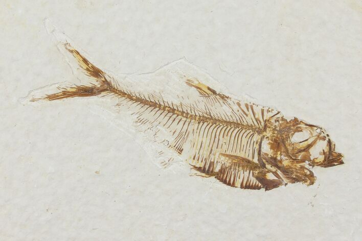 Diplomystus Fossil Fish - Wyoming #101172